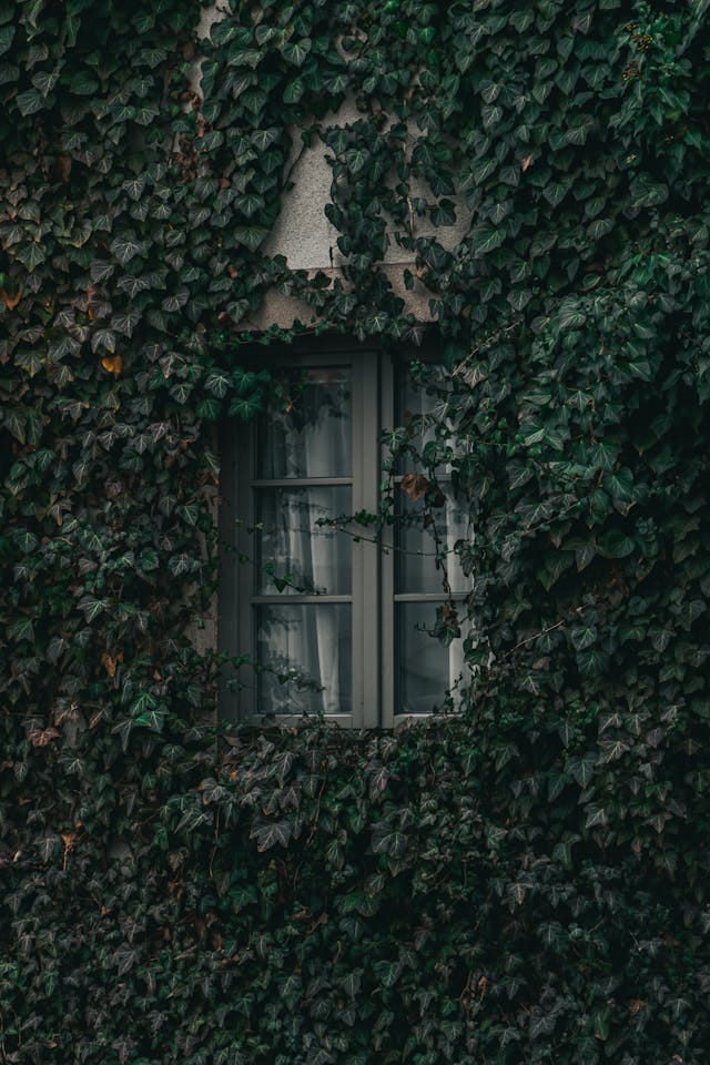 The Ivy Window