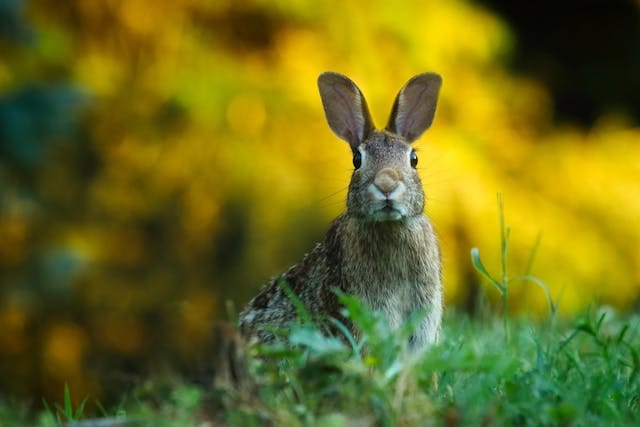 An Ode to the Hare