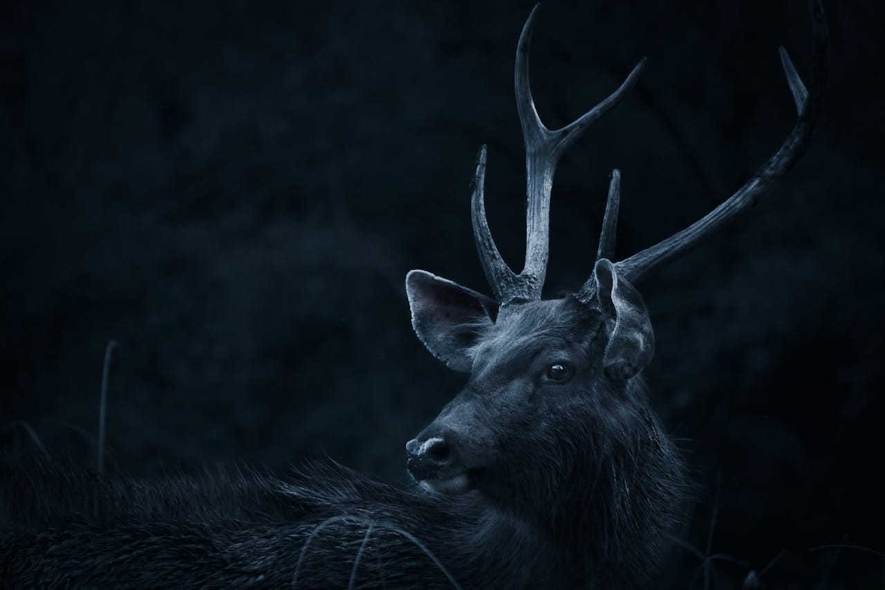 The Stag